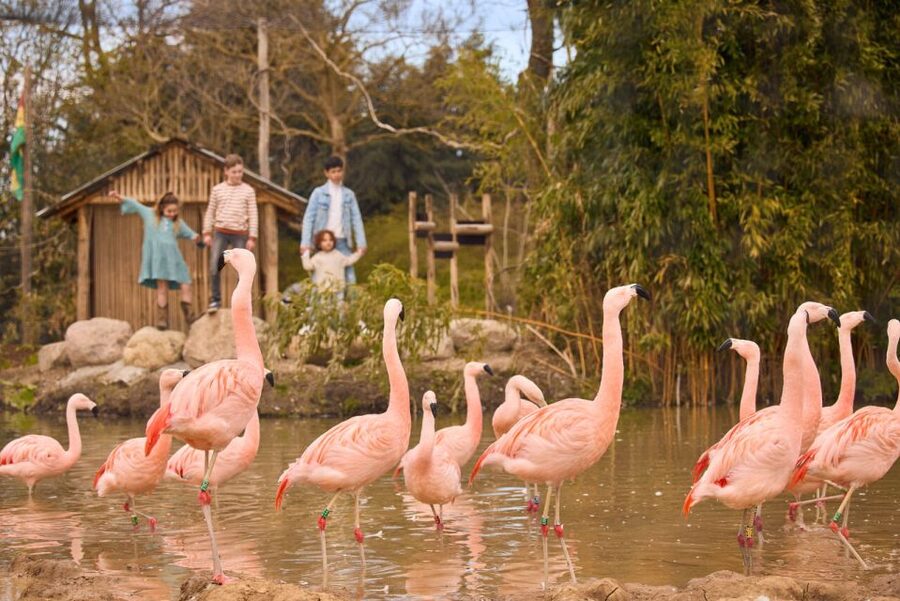 Overloon: ZooParc Entrance Ticket - Key things to know before you go