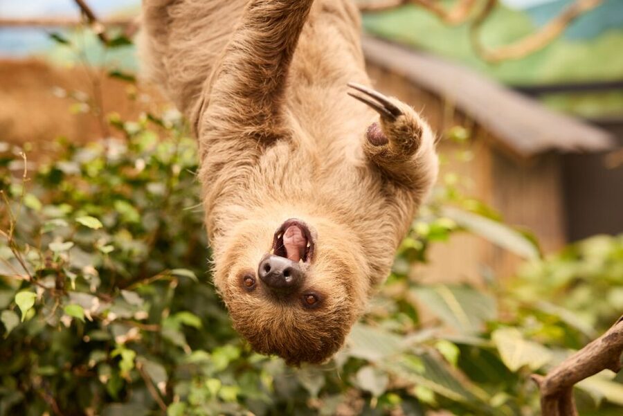 Overloon: ZooParc Entrance Ticket - Why ZooParc Overloon feels different from a standard zoo