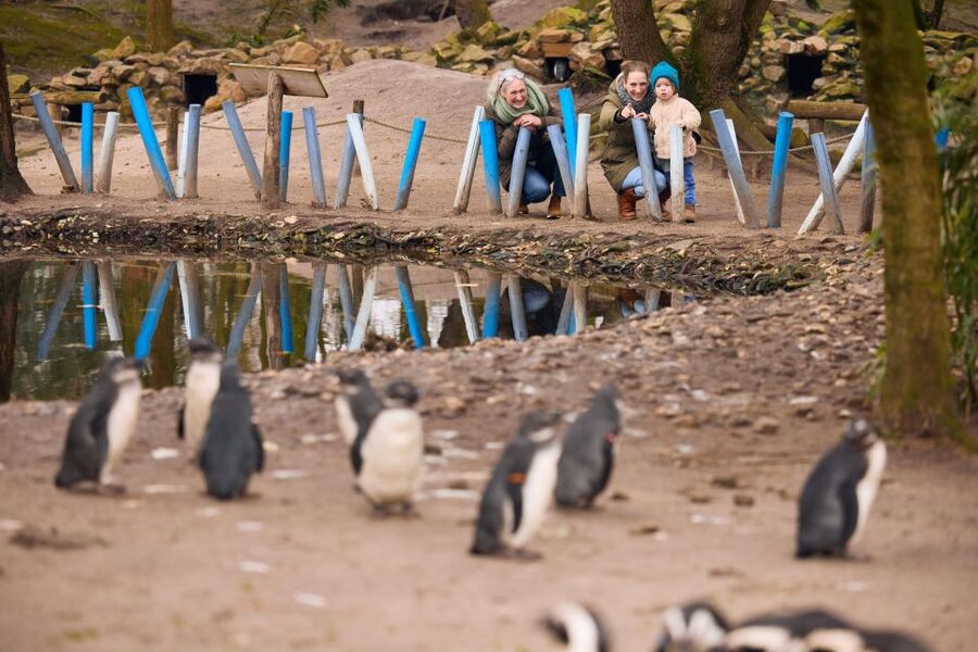 Overloon: ZooParc Entrance Ticket - Boulders Beach brings you close to penguins