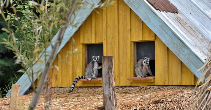 Overloon: ZooParc Entrance Ticket - The Outback offers a more open animal view