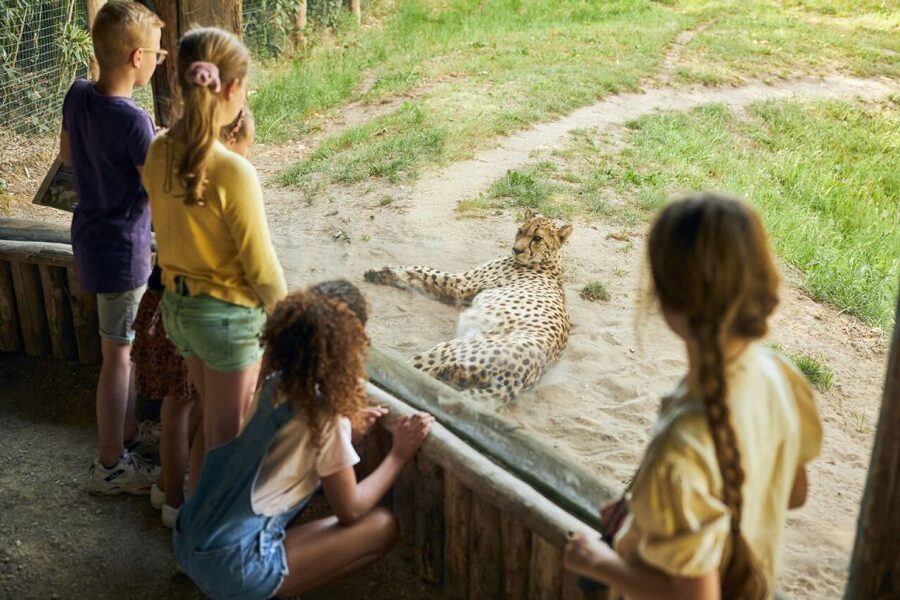 Overloon: ZooParc Entrance Ticket - Itampolo puts lemurs at center stage