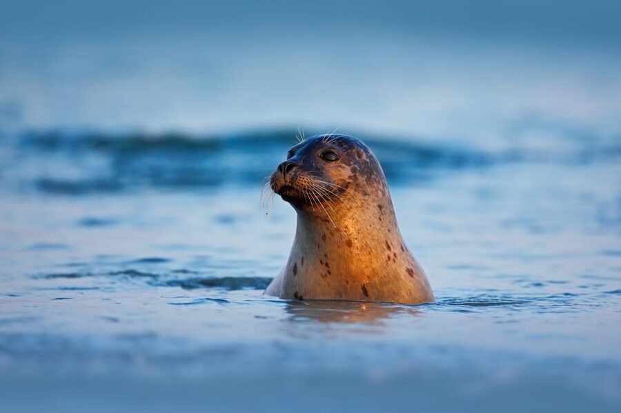 Pieterburen: Wadden Sea Mudflats Guided Walking Tour - Looking for waders, ducks, and geese