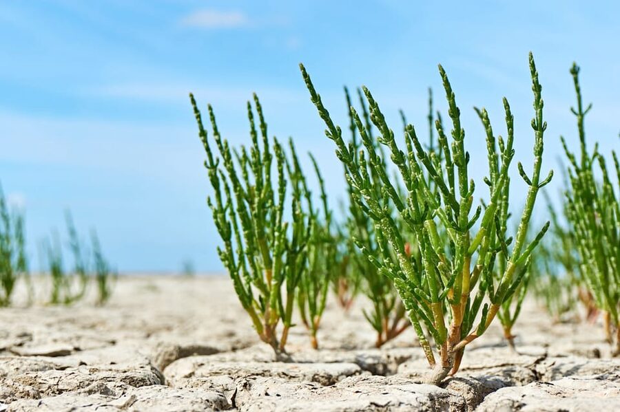 Pieterburen: Wadden Sea Mudflats Guided Walking Tour - Why the 8-kilometer route matters