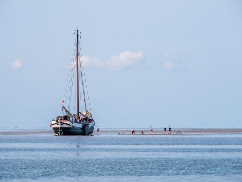 Pieterburen: Wadden Sea Mudflats Guided Walking Tour - The value of a $14 guided walk