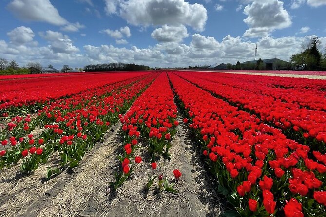 Private Day Tour to Keukenhof Gardens - from Amsterdam/Rotterdam - Spending two to three hours inside Keukenhof