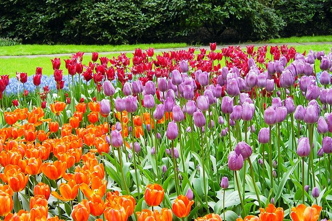 Private Day Trip from Amsterdam to Keukenhof with Entrance Tickets - Why this private Keukenhof trip works