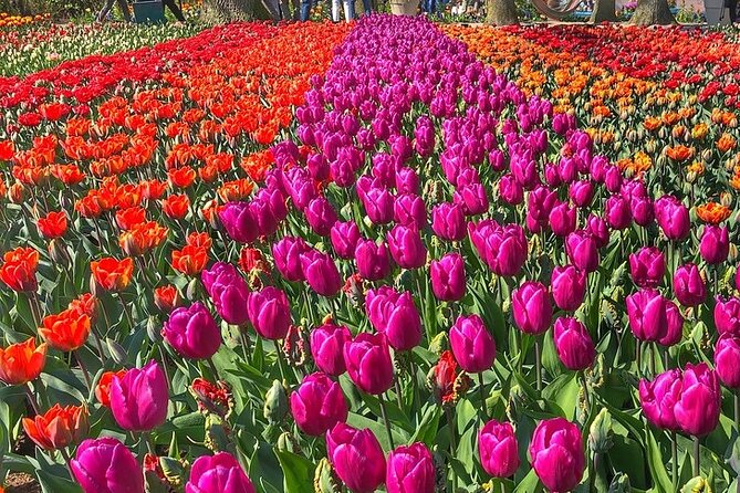 Private Day Trip to Keukenhof Gardens with Entrance Tickets - Orchids, daffodils, hyacinths, and themed gardens
