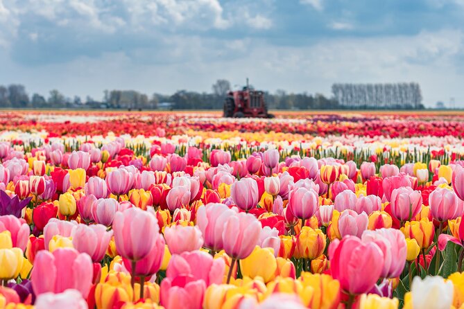 Private Keukenhof Gardens and Tulip Fields Tour from Amsterdam - Why this tour works well from Amsterdam