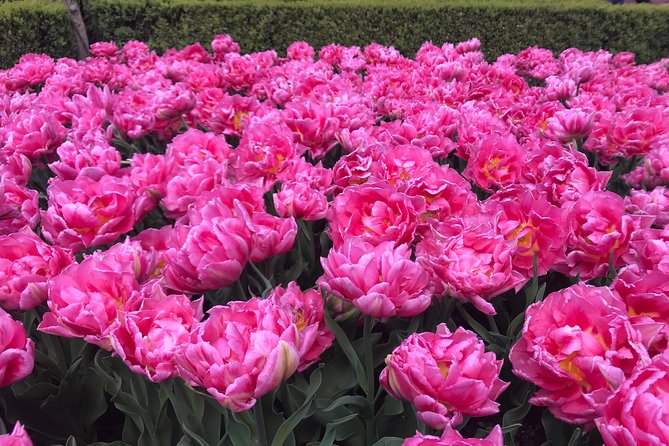 Private Tour to the Keukenhof and Tulip Fields - What this private Amsterdam flower tour is really like