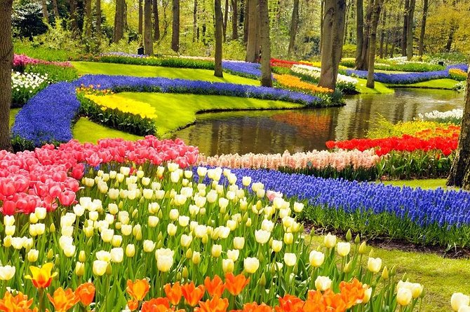 Private Tour to the Keukenhof and Tulip Fields - Starting from your hotel, cruise terminal, or airport