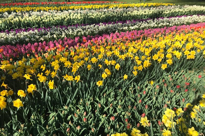 Private Tour to the Keukenhof and Tulip Fields - Tulip fields and De Tulperij