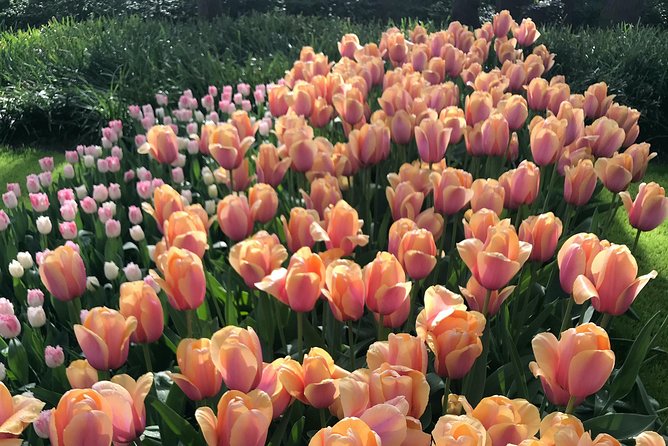 Private Tour to the Keukenhof and Tulip Fields - Price, extra costs, and the value of privacy