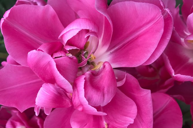 Private Tour to the Keukenhof and Tulip Fields - The best timing for each version of the tour