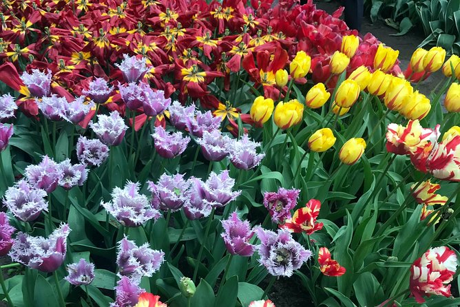 Private Tour to the Keukenhof and Tulip Fields - Aalsmeer Flower Auction at 7:00 a.m.