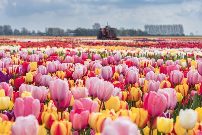 Private Tour to the Tulip Experience with Keukenhof Visit - Key points at a glance