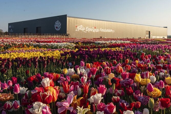 Private Tour to Tulips, Keukenhof, Windmills & Cheese Farm - Zaanse Schans: windmills and wooden shoes