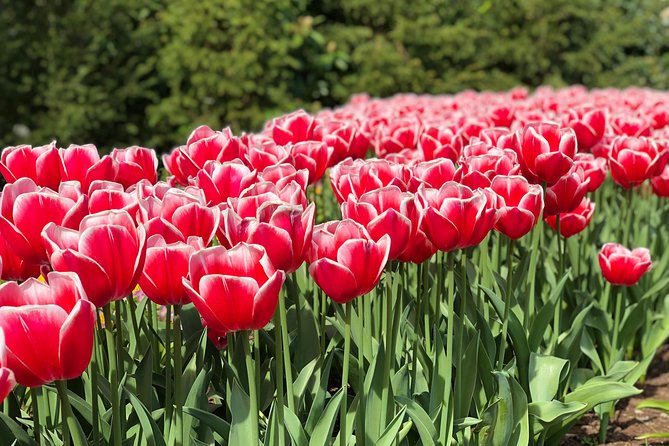 Private Tour to Windmills Zaanse Schans +Keukenhof - 7 Hours - Noordwijkerhout for a short tulip-field stop