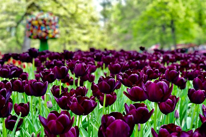 Private Tour to Windmills Zaanse Schans +Keukenhof - 7 Hours - The guide and photography service