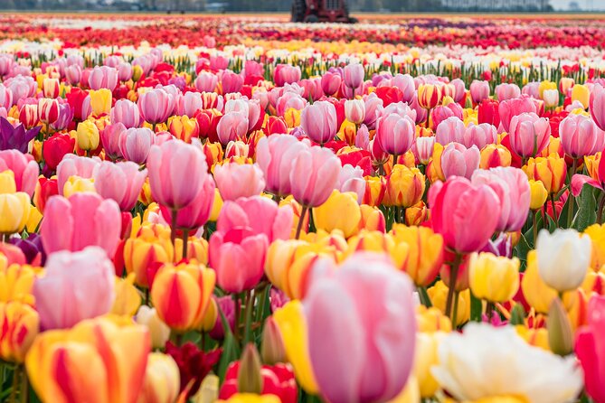 Private Tulip Fields, Windmills and Cheese Tour from Amsterdam - Key Details Before You Book