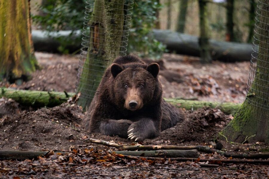 Rhenen: Ouwehands Zoo Entry Ticket - Key things to know before you go