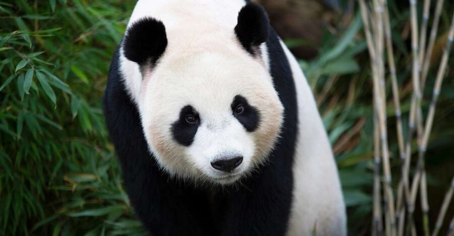 Rhenen: Ouwehands Zoo Entry Ticket - Should you book Ouwehands Zoo?