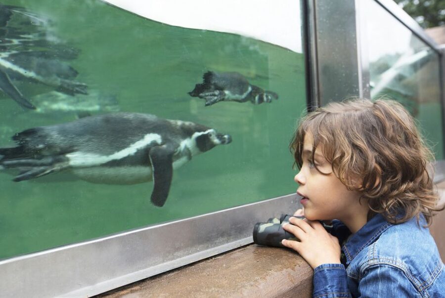 Rhenen: Ouwehands Zoo Entry Ticket - Leopards, red pandas, and the final search