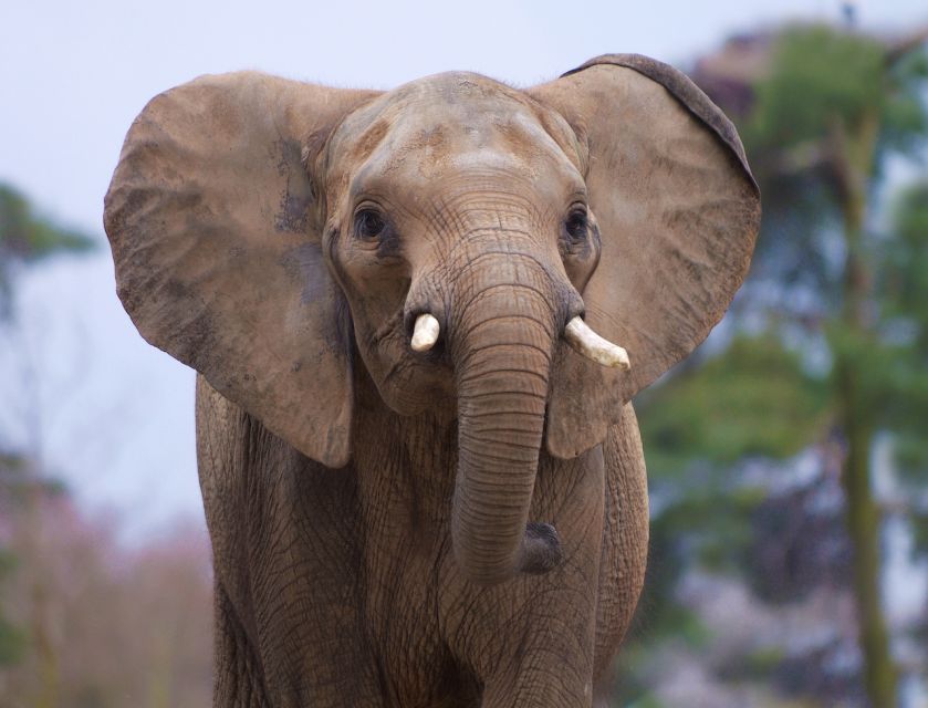 Rhenen: Ouwehands Zoo Entry Ticket - Who should book this zoo ticket?
