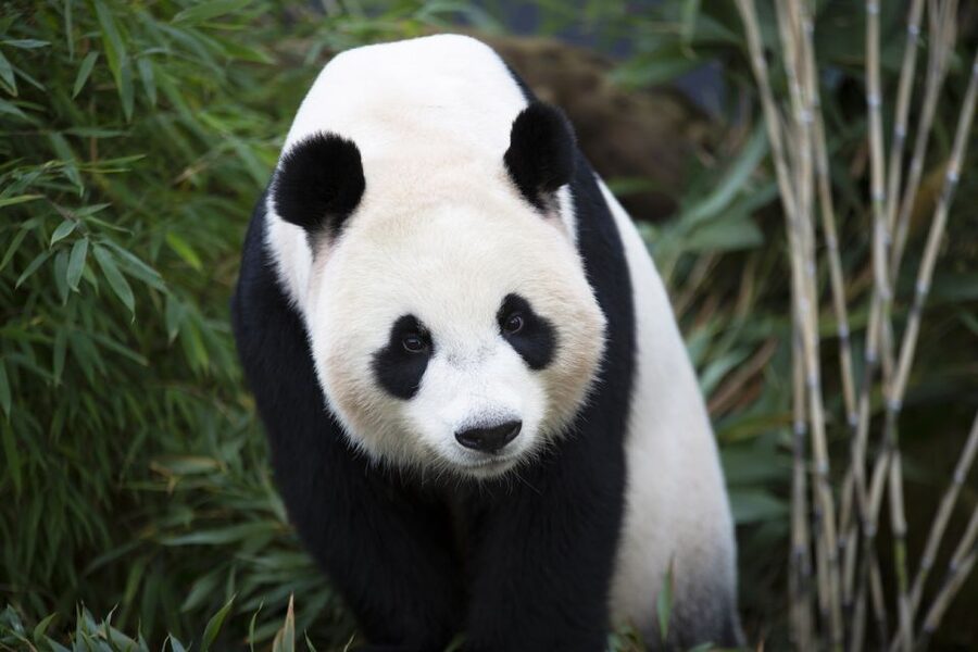 Rhenen: Ouwehands Zoo Entry Ticket - Start with the giant pandas