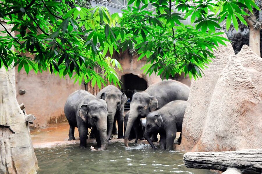 Rotterdam: Rotterdam Zoo Blijdorp Entry Ticket - Five things to know before you go