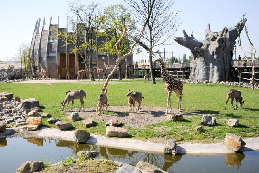 Rotterdam: Rotterdam Zoo Blijdorp Entry Ticket - A Zoo Built for Long Family Days
