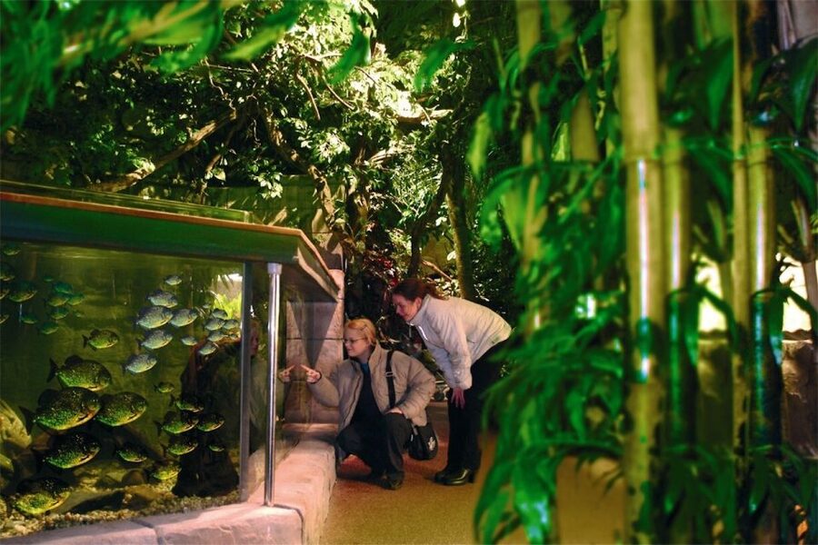 Scheveningen, The Hague: Sea Life Entry Ticket - Meeting penguins and otter Max