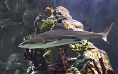 Scheveningen, The Hague: Sea Life Entry Ticket