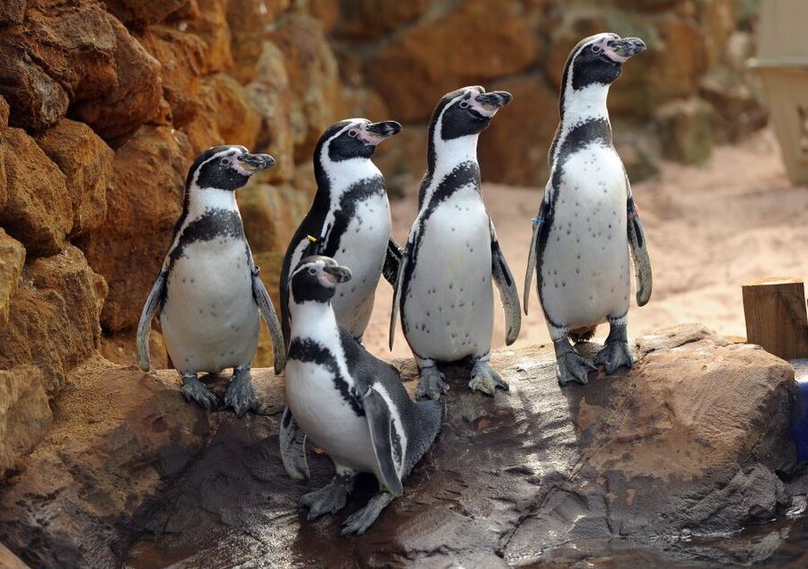 Scheveningen, The Hague: Sea Life Entry Ticket - Should you book Sea Life Scheveningen?