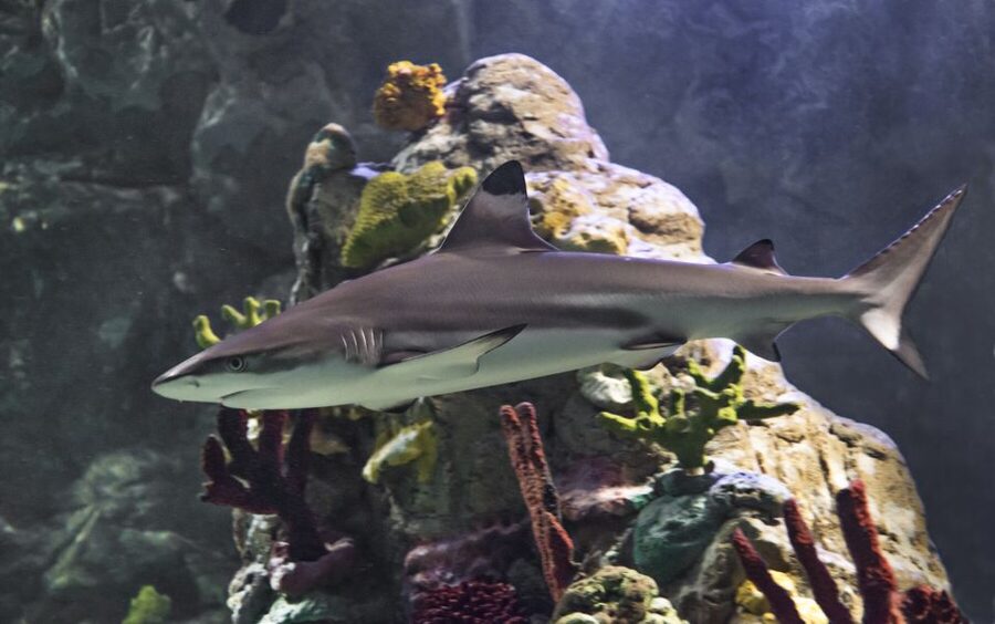 Scheveningen, The Hague: Sea Life Entry Ticket - Fifteen zones from Dutch rivers to ocean waters