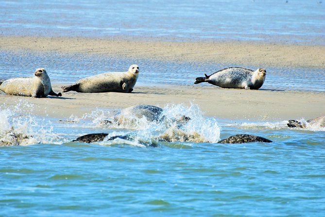 Seal Safari at UNESCO Site Waddensea from Amsterdam - Key points before you book
