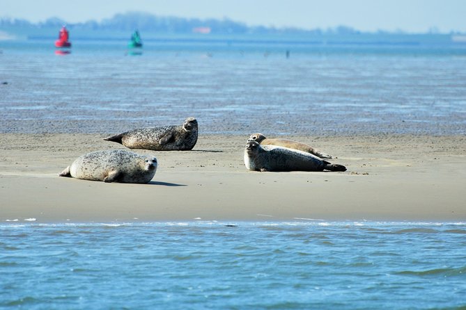 Seal Safari at UNESCO Site Waddensea from Amsterdam - Leaving Amsterdam for the Wadden Sea