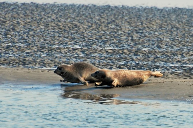 Seal Safari at UNESCO Site Waddensea from Amsterdam - Why the small vehicle changes the day