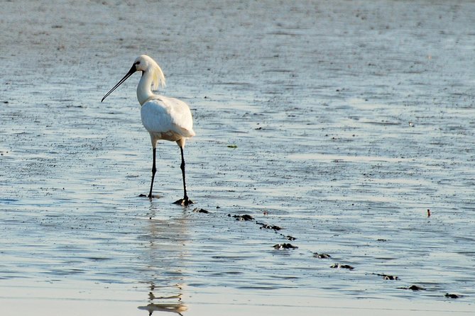 Seal Safari at UNESCO Site Waddensea from Amsterdam - Is $149.78 a fair price?