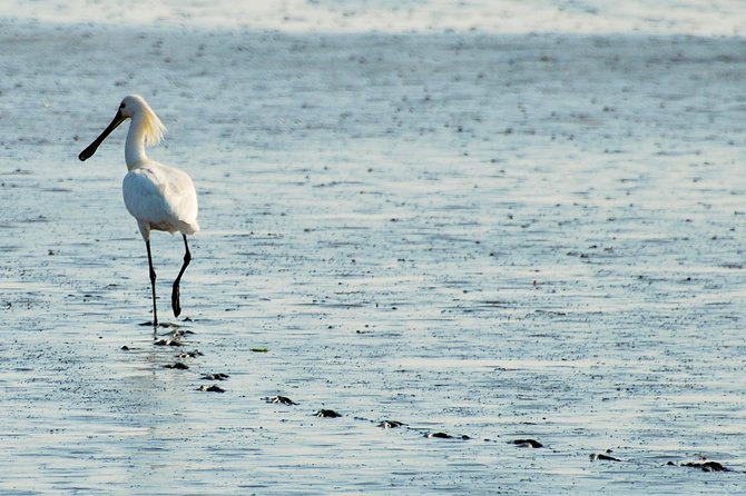Seal Safari at UNESCO Site Waddensea from Amsterdam - Practical planning for the day