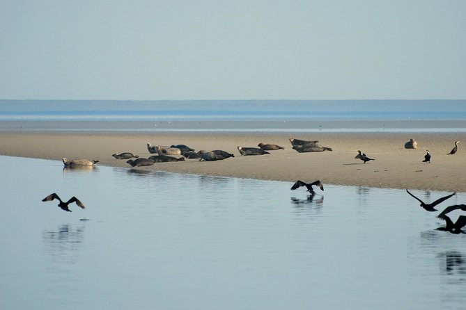 Seal Safari at UNESCO Site Waddensea from Amsterdam - Should you book this seal safari?