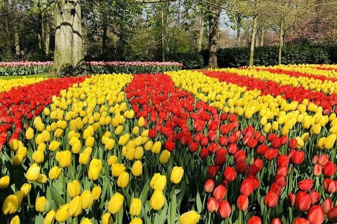 Skip-the-Line Keukenhof Gardens and Tulip Fields Tour from Amsterdam - Returning to Amsterdam Without Extra Planning