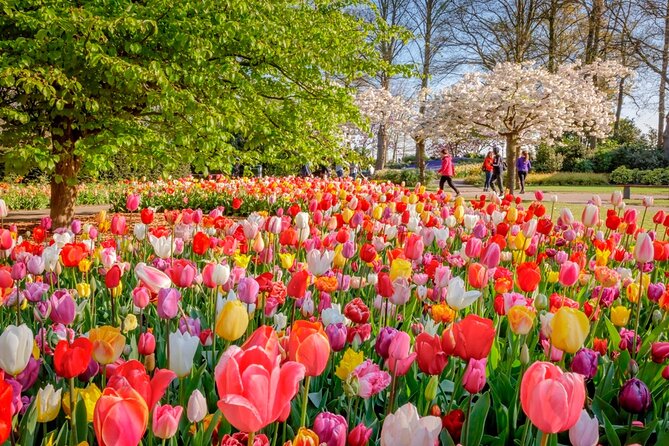 Skip-the-Line Keukenhof Gardens and Tulip Fields Tour from Amsterdam - Leaving Amsterdam in a Private Car
