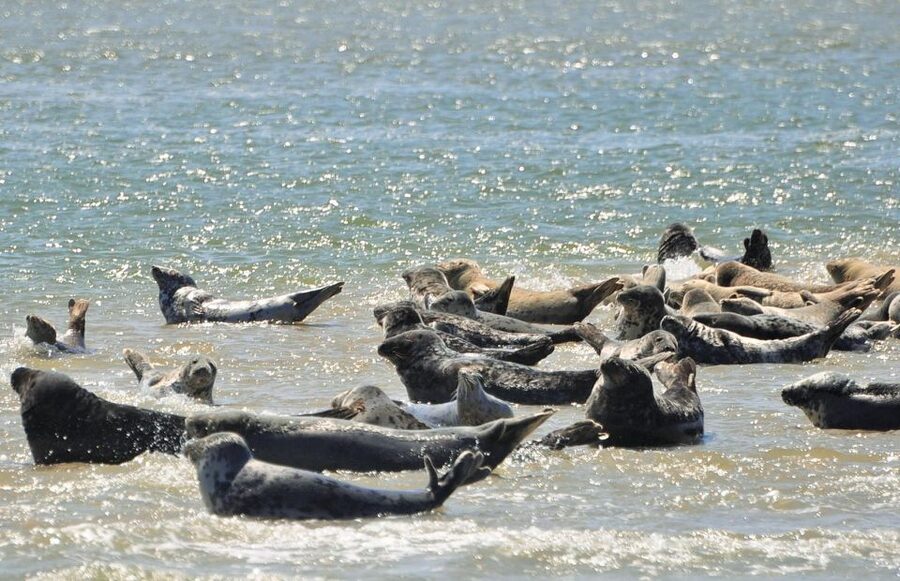 Small group full day island tour to Texel from Amsterdam - Six hours of villages, beaches, and open shores