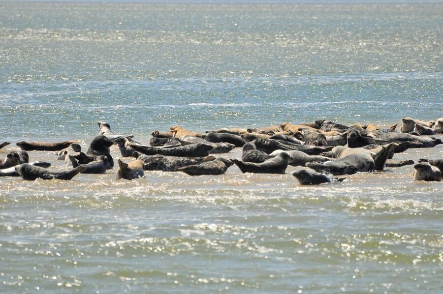 Small group full day island tour to Texel from Amsterdam - Lunch in a historic village