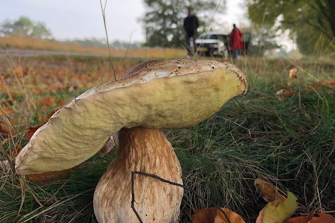 Small Group Tour to NP Hoge Veluwe (van Gogh) from Amsterdam - Timing, comfort, and practical choices