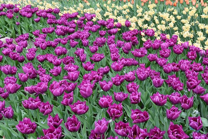 Tour to Giethoorn and Keukenhof Tulip Fields from Amsterdam - Booking advice for the flower season