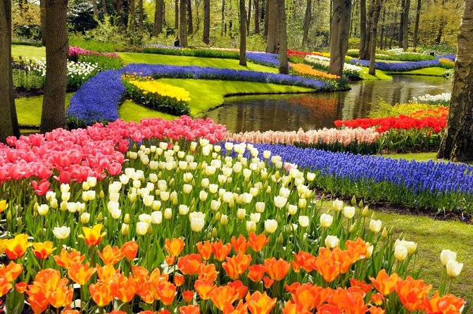 Tulip Fields near Keukenhof - Self-Drive Audio Tour for 2 People - Key points before you book