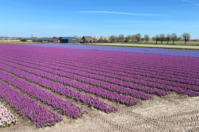 Tulip Fields near Keukenhof - Self-Drive Audio Tour for 2 People - De Tulperij and the close-up flower stop