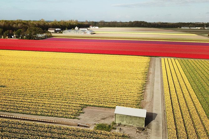 Tulip Fields near Keukenhof - Self-Drive Audio Tour for 2 People - Who will enjoy the Twizy most?