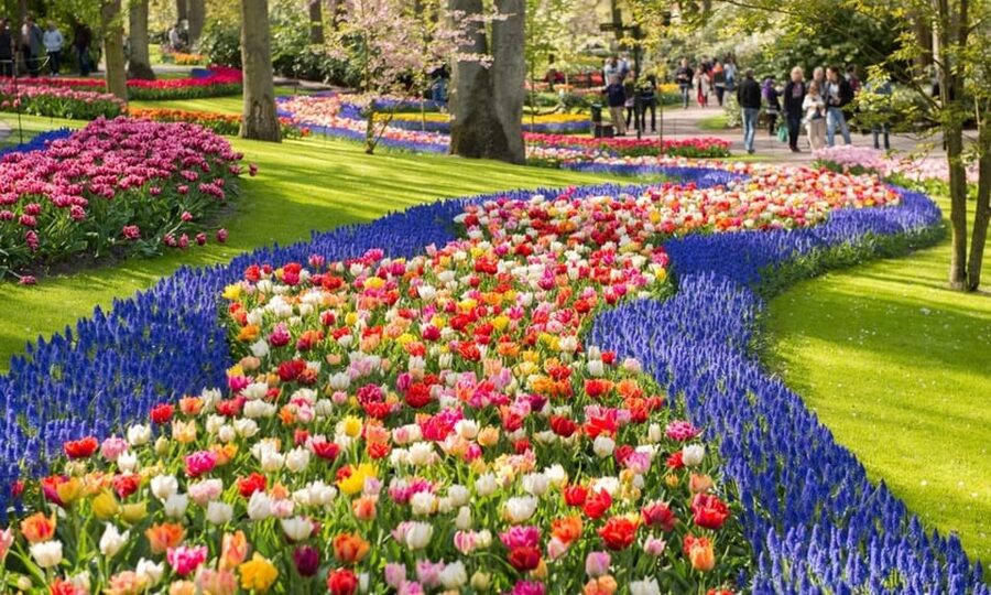 Warmond: Windmill Cruise and Keukenhof Entry Ticket - Key points to know before you book
